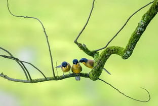 2019觀鳥(niǎo)大年六月優(yōu)秀作品集