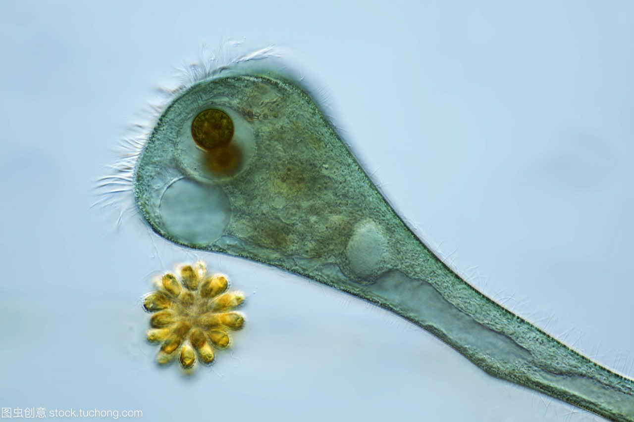 藍(lán)綠藻共生之美 聲音洪亮的大喇叭蟲(chóng)與光合作用的奇妙結(jié)合